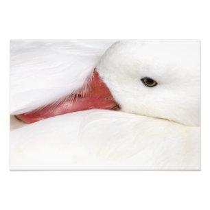 Snow Goose Chen caerulescens Photo Print