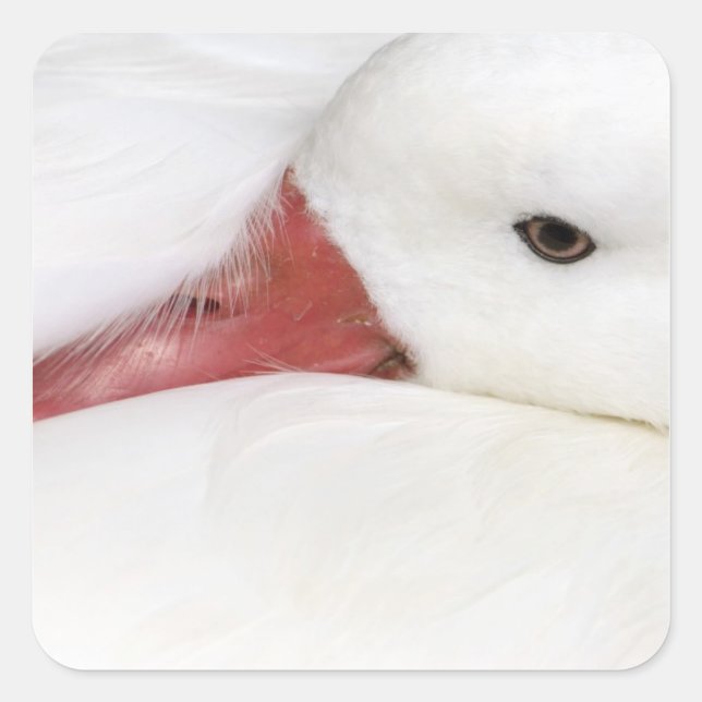 Snow Goose Chen caerulescens Square Sticker (Front)