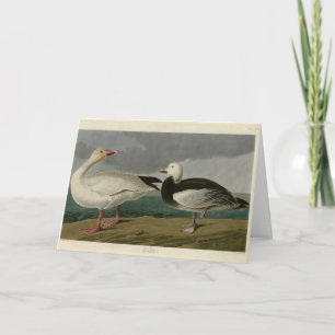 Snow Goose from Audubon's Birds of America Card