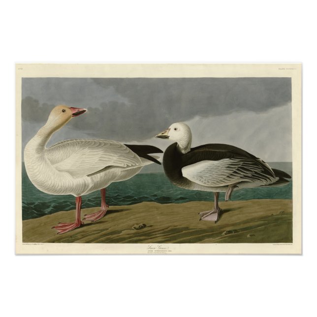 Snow Goose from Audubon's Birds of America Photo Print (Front)