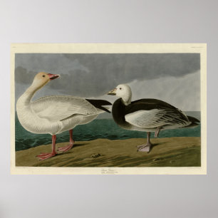 Snow Goose from Audubon's Birds of America Poster
