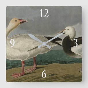 Snow Goose from Audubon's Birds of America Square Wall Clock