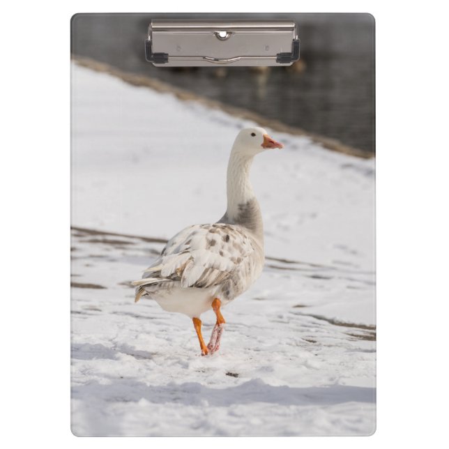 Snow Goose Strut Clipboard (Front)