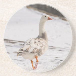 Snow Goose Strut Coaster