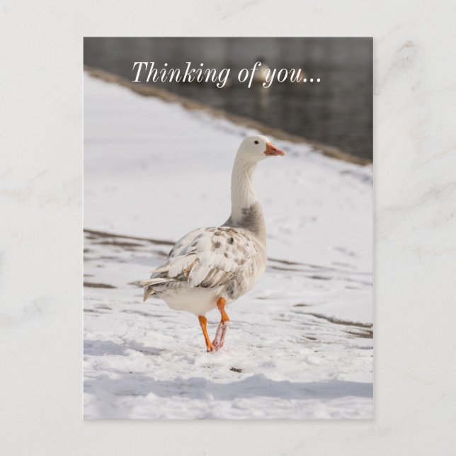 Snow Goose Strut Thinking Of You Postcard (Front)