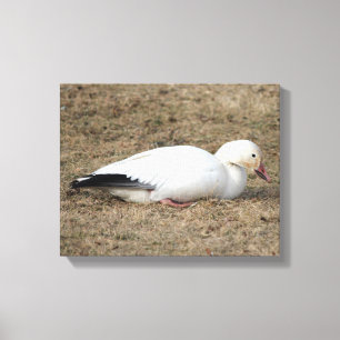 Snow Goose Wrapped Canvas