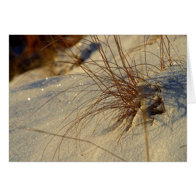 Snow Grass (Front Horizontal)