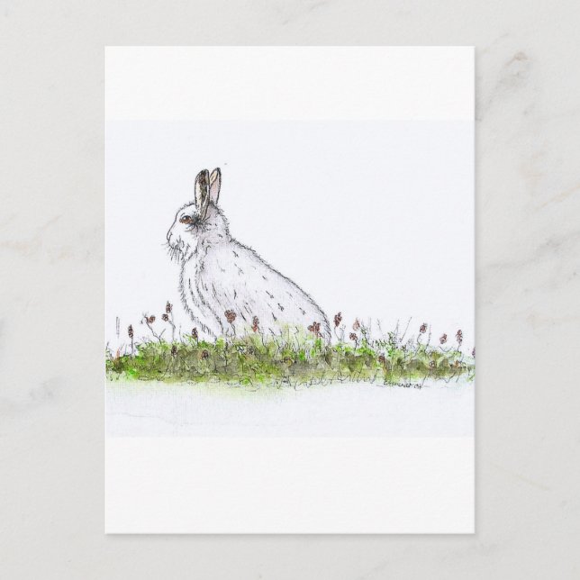Snow Hare Postcard (Front)