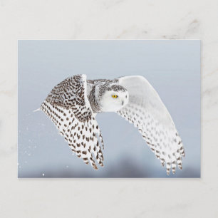 Snow Harfang owl Postcard