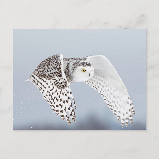 Snow Harfang owl Postcard (Front)