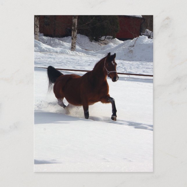 Snow Horse Postcard (Front)