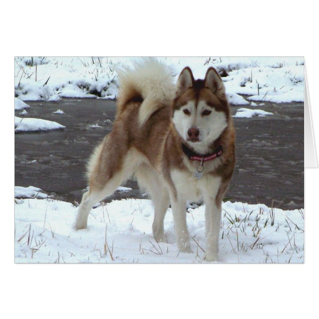 Snow Husky (Front Horizontal)