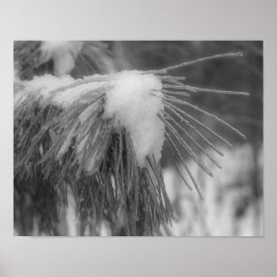 Snow Ice Pine Needles Black White Nature Print