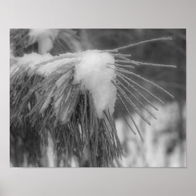 Snow Ice Pine Needles Black White Nature Print (Front)