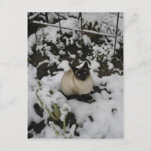 Snow Images, Snow Cat Postcard