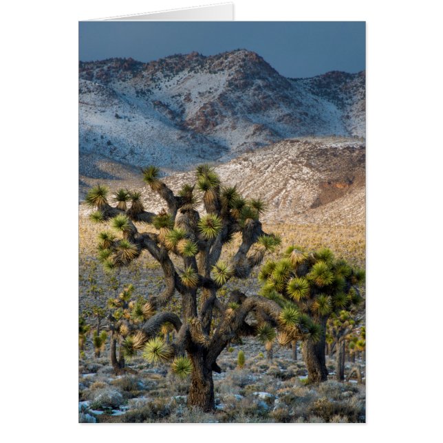 Snow In Death Valley (Front)