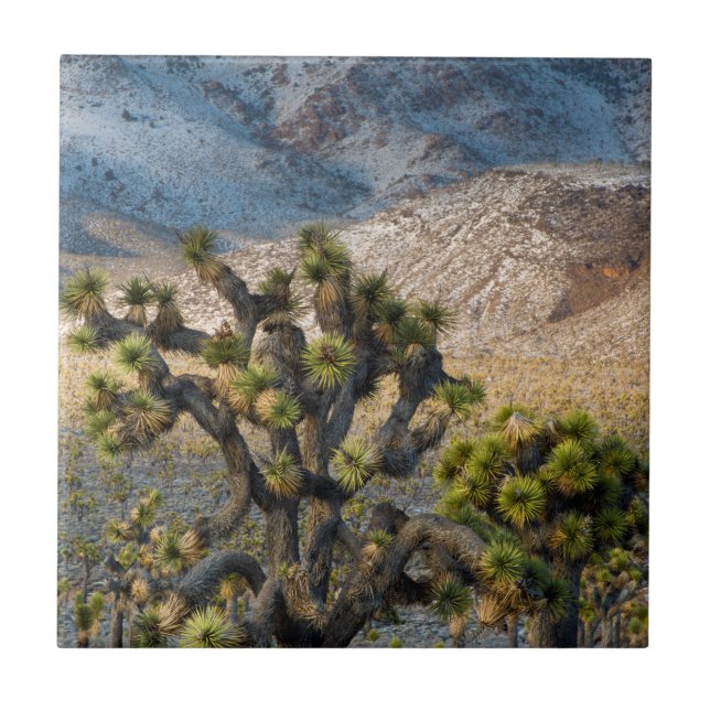 Snow In Death Valley Ceramic Tile (Front)