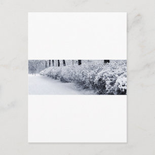 Snow in Sweden Postcard