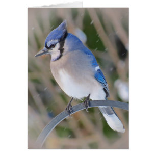 Snow Jay - Blue Jay Bird