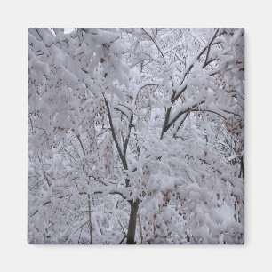 Snow-Laden Trees Magnet