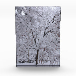 Snow-Laden Trees Photo Block