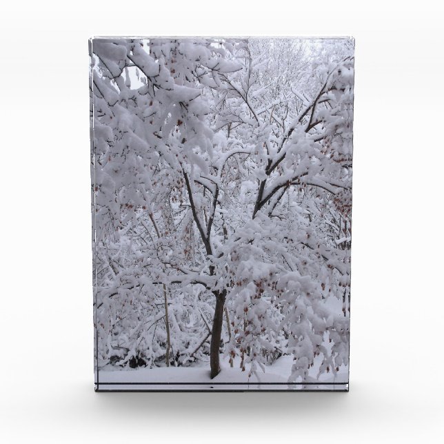 Snow-Laden Trees Photo Block (Front)