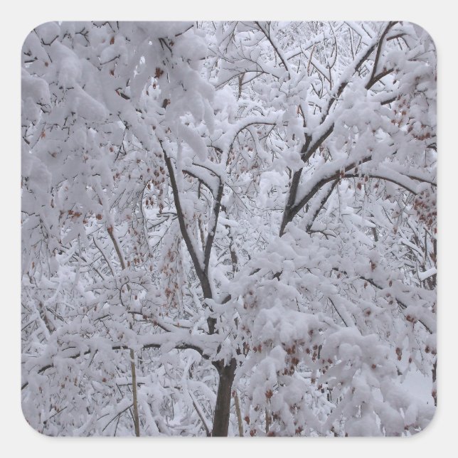 Snow-Laden Trees Square Sticker (Front)