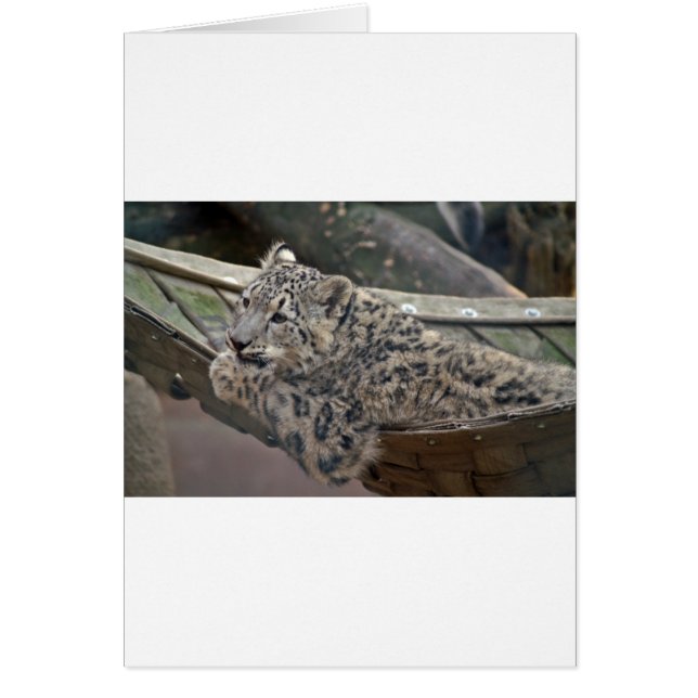 Snow Leopard (Front)
