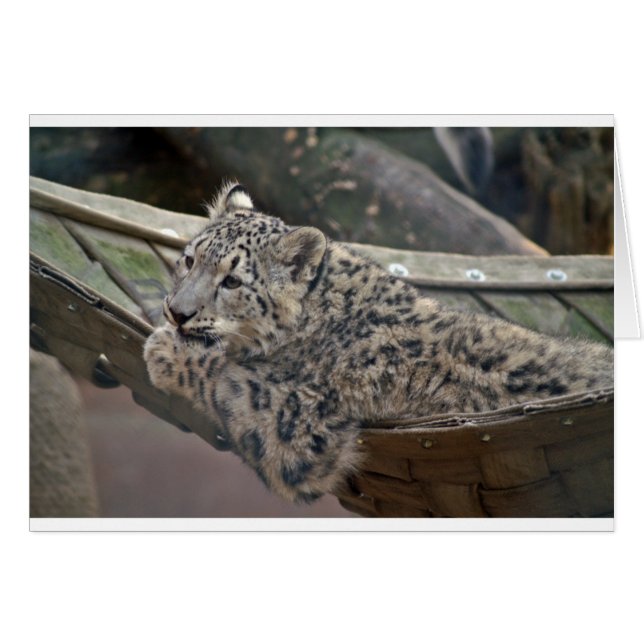 Snow Leopard (Front Horizontal)