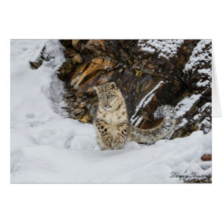 Snow Leopard