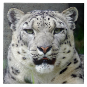 snow-leopard10x10 tile