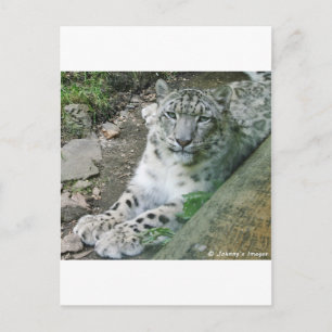 Snow Leopard 1 Postcard