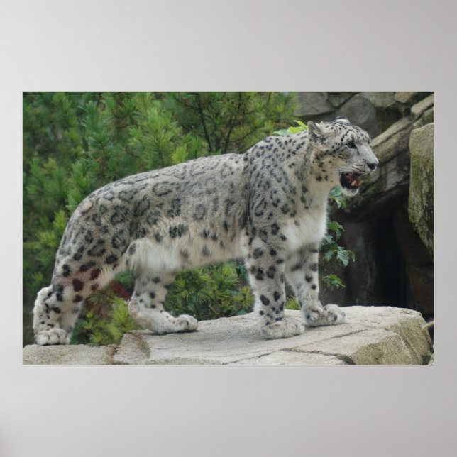 Snow Leopard 2 Poster (Front)