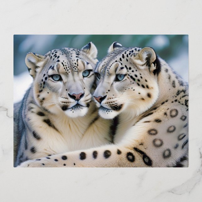 Snow Leopard Animal Nature Wildlife Affection Cari Foil Holiday Postcard (Front)