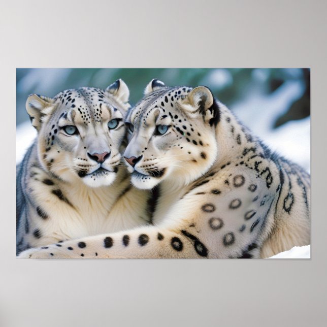 Snow Leopard Animal Nature Wildlife Affection Cari Poster (Front)