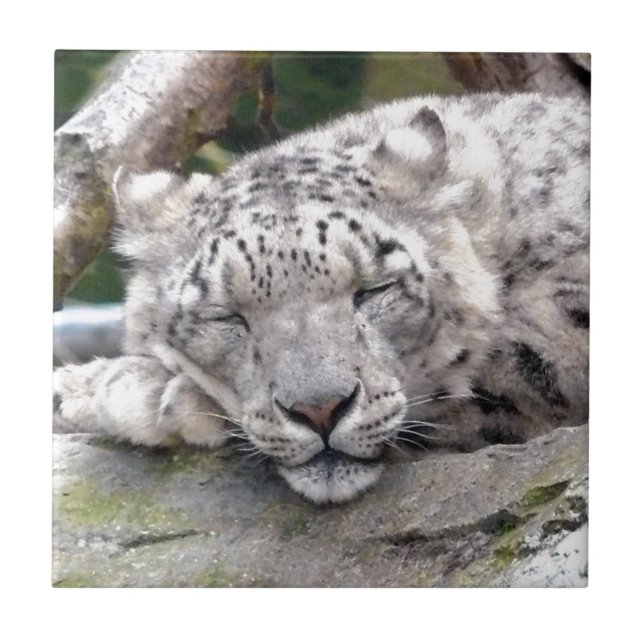 Snow Leopard - beautiful! Ceramic Tile (Front)