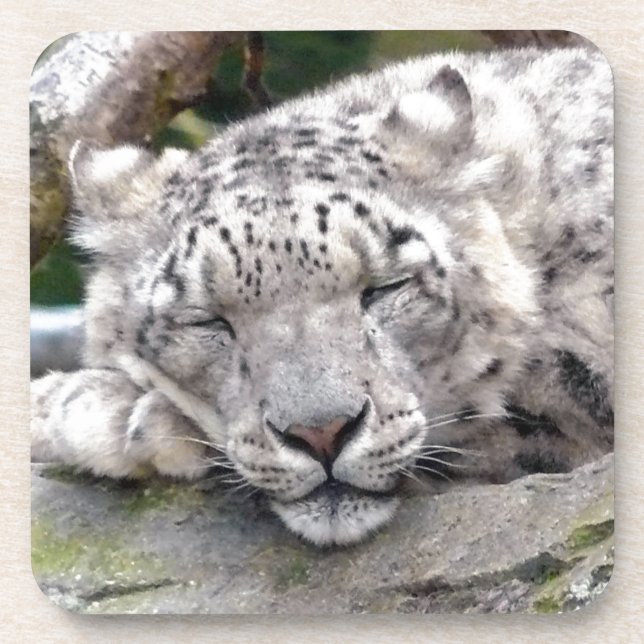 Snow Leopard - beautiful! Coaster (Front)