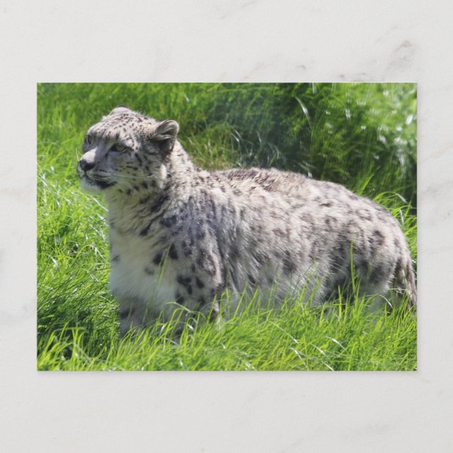 Snow Leopard Beautiful Photography Postcard (Front)
