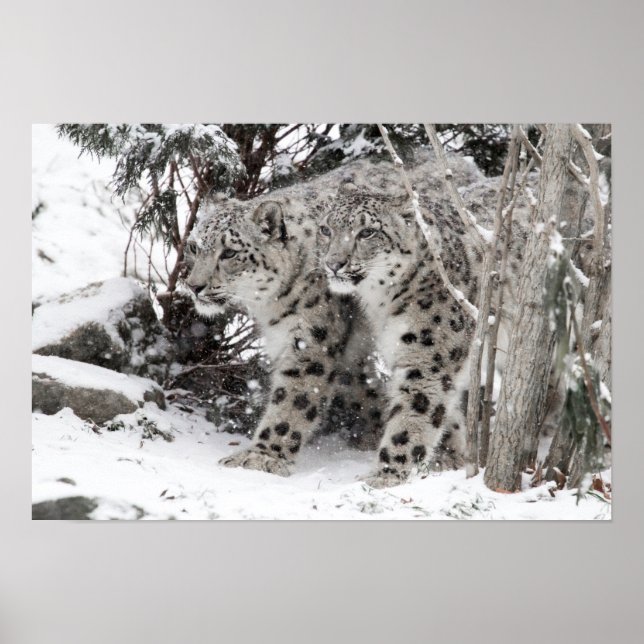 Snow Leopard Brothers Walking Poster (Front)