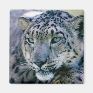 Snow Leopard closeup Magnet