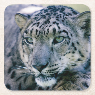 Snow Leopard closeup Square Paper Coaster