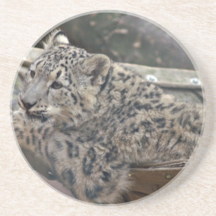 Snow Leopard Coaster