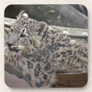Snow Leopard Coaster