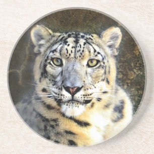 Snow Leopard Coaster