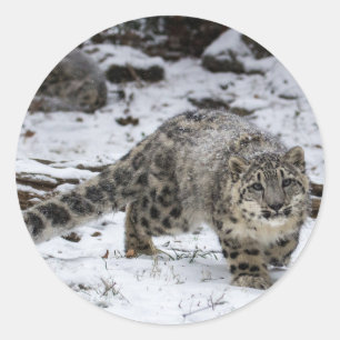 Snow Leopard Cub Classic Round Sticker