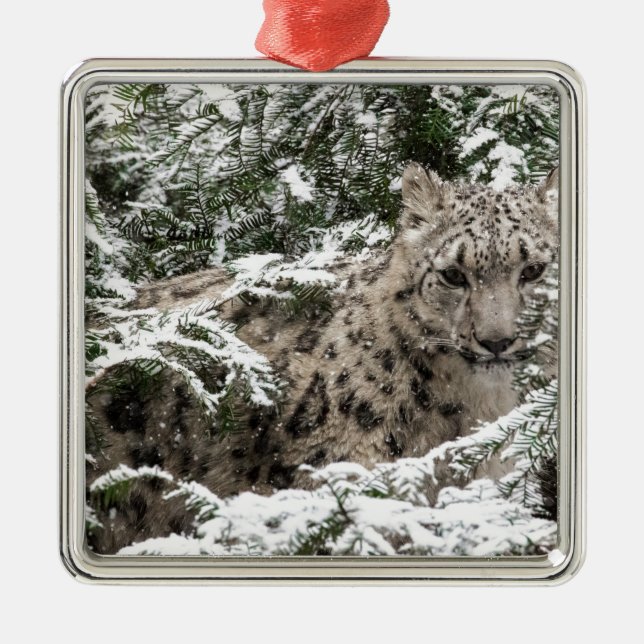 Snow Leopard Cub Hiding Metal Tree Decoration (Front)