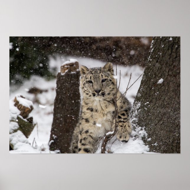 Snow Leopard Cub Poster (Front)