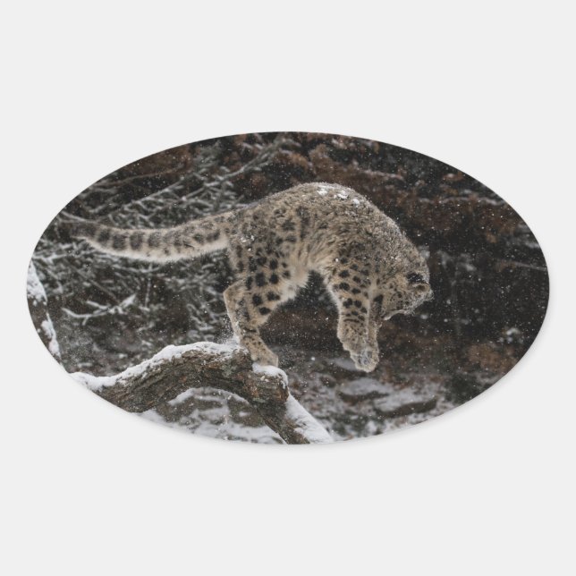 Snow Leopard Cub Pounce Oval Sticker (Front)