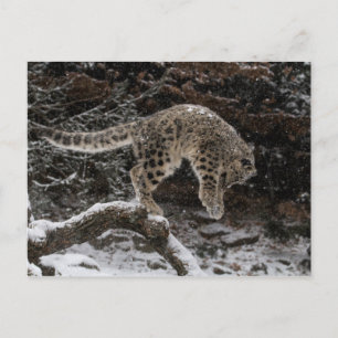 Snow Leopard Cub Pounce Postcard