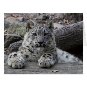 Snow Leopard Cub Sitting